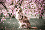Australian Shepherd