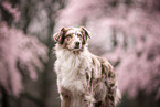 Australian Shepherd