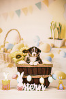 Australian Shepherd Puppy