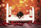 Australian Shepherd Puppy