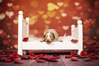Australian Shepherd Puppy