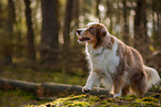 Australian Shepherd