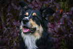 Australian Shepherd