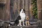 dogs