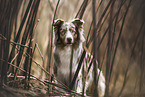 Australian Shepherd