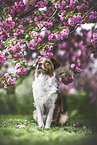 Australian Shepherd