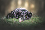Australian Shepherd
