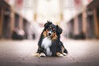 Australian Shepherd