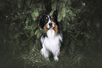 Australian Shepherd