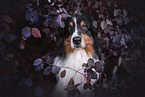 Australian Shepherd