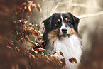 Australian Shepherd