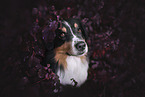 Australian Shepherd