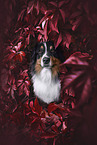 Australian Shepherd