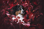 Australian Shepherd