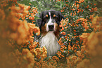 Australian Shepherd