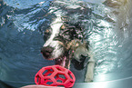 Australian Shepherd