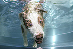 Australian Shepherd