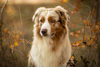 Australian Shepherd