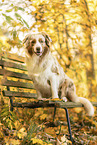 Australian Shepherd