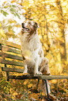 Australian Shepherd