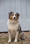 Australian Shepherd