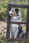Australian Shepherd