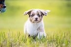 Australian Shepherd Puppy