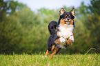 Australian Shepherd