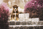 Australian Shepherd Puppy