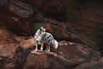 Australian Shepherd