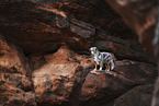 Australian Shepherd