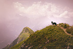 Australian Shepherd
