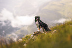 Australian Shepherd