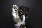 Australian Shepherd