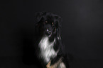 Australian Shepherd
