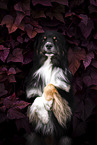 Australian Shepherd
