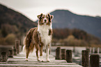Australian Shepherd