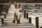 Australian Shepherd