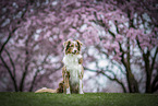 Australian Shepherd