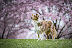 Australian Shepherd