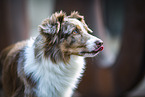 Australian Shepherd