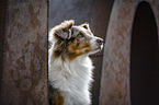 Australian Shepherd