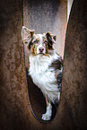 Australian Shepherd