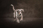Australian Shepherd