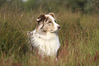 red-merle Australian Shepherd