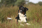 black-tri Australian Shepherd
