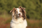 red-merle Australian Shepherd