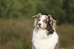 red-merle Australian Shepherd