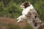 red-merle Australian Shepherd