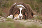 red-tri Australian Shepherd